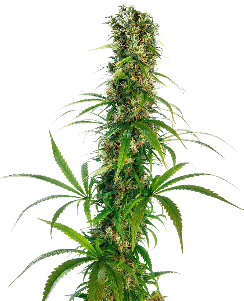 Sensi Seeds Michka, Regular Regular