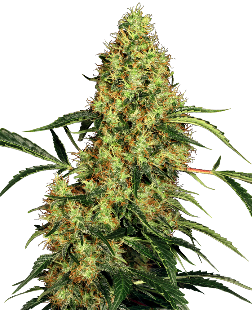 Sensi Seeds Mexican Sativa Regular