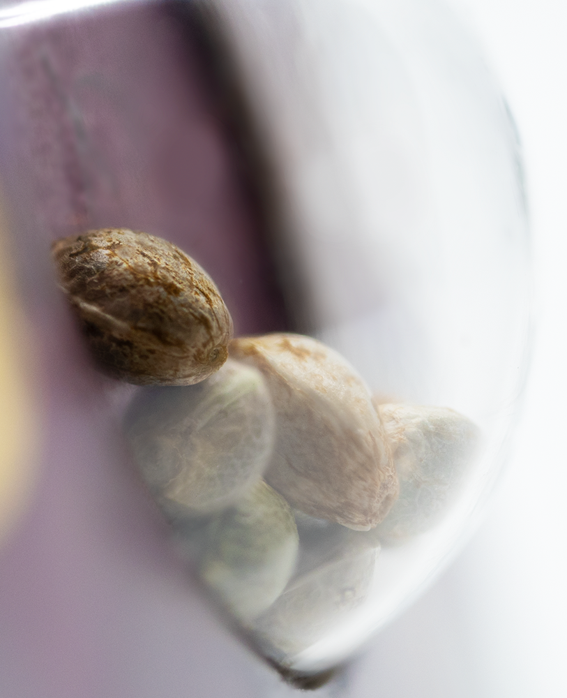 Sensi Seeds Northern Light #5 x Haze feminisiert