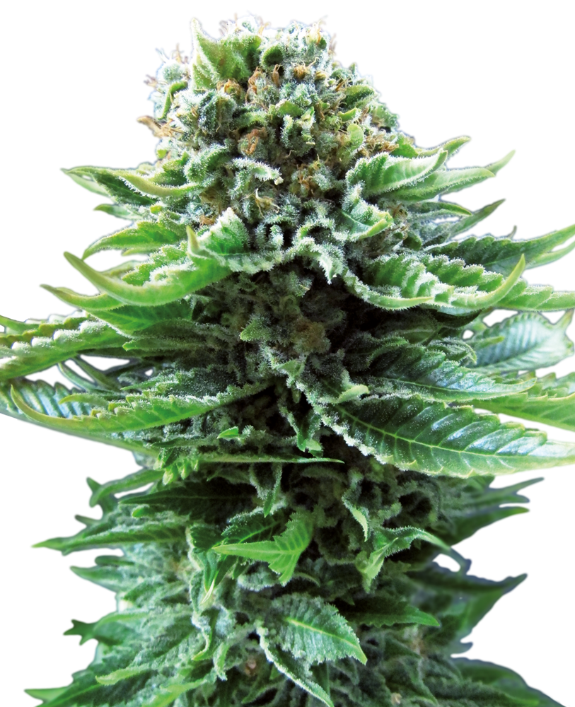 Sensi Seeds Northern Lights Auto