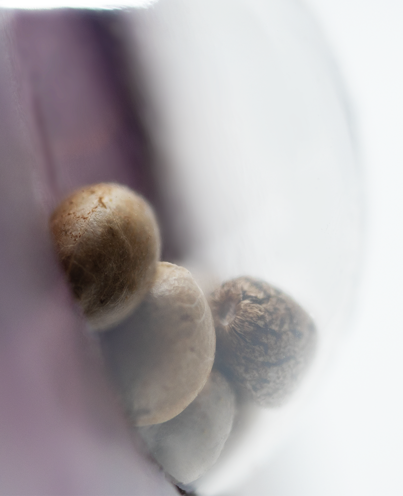 Sensi Seeds Northern Lights Feminisiert