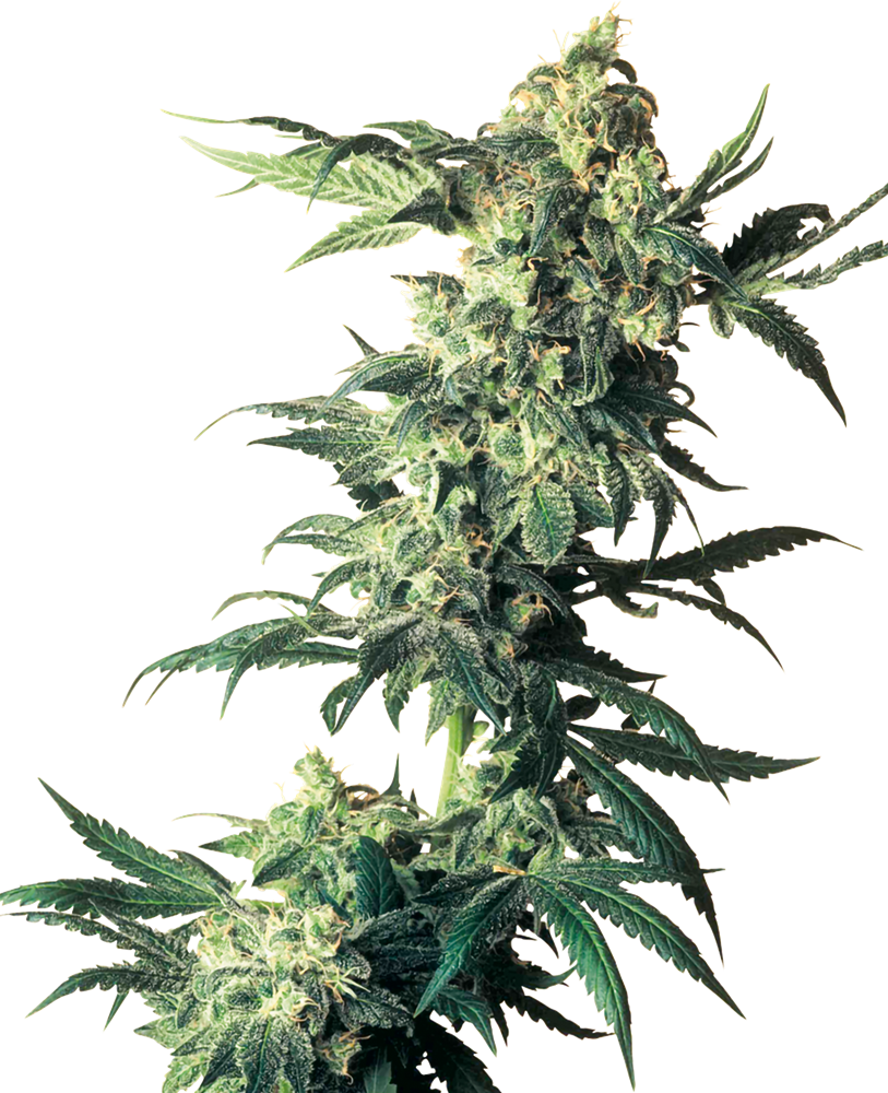 Sensi Seeds Northern Lights Feminisiert
