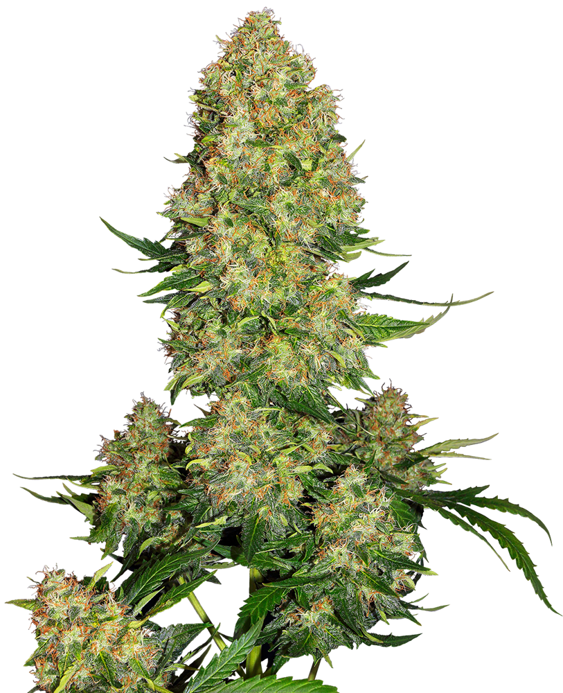 Sensi Seeds Skunk 1 Autoflowering