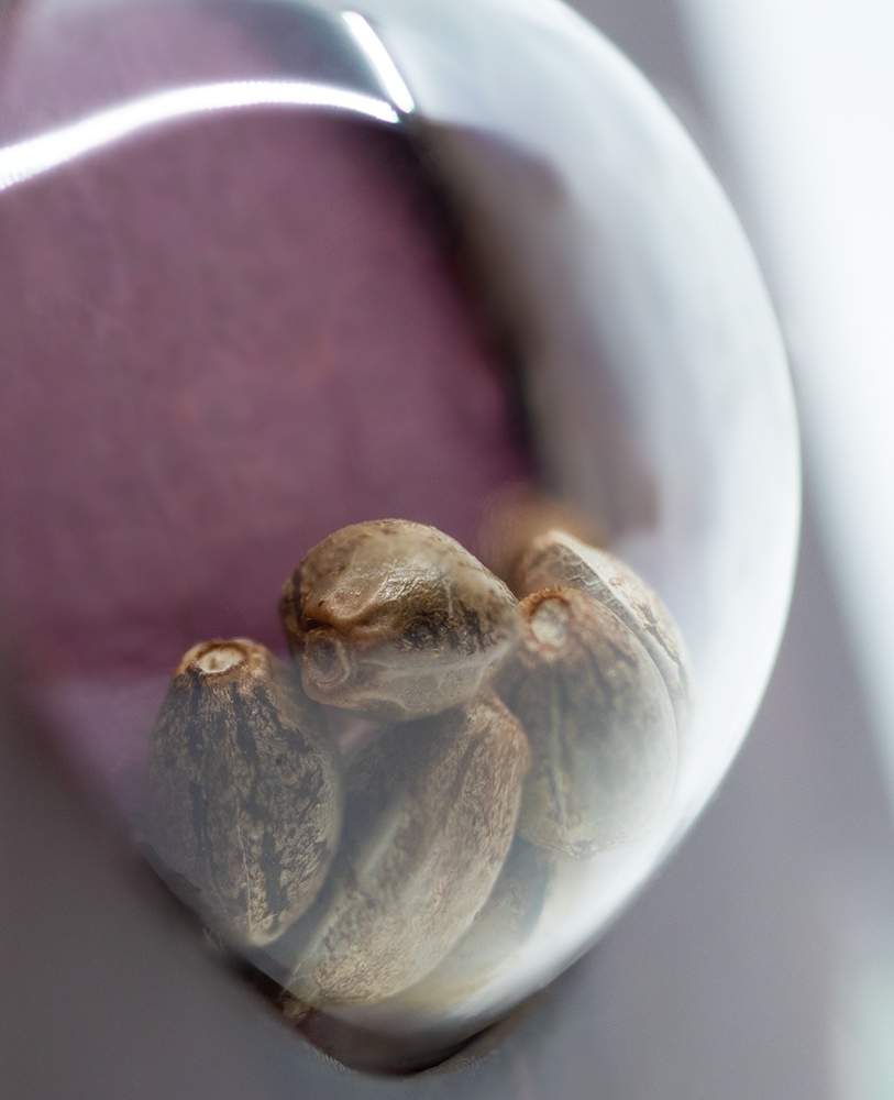 Sensi Seeds Sensi Skunk feminisiert