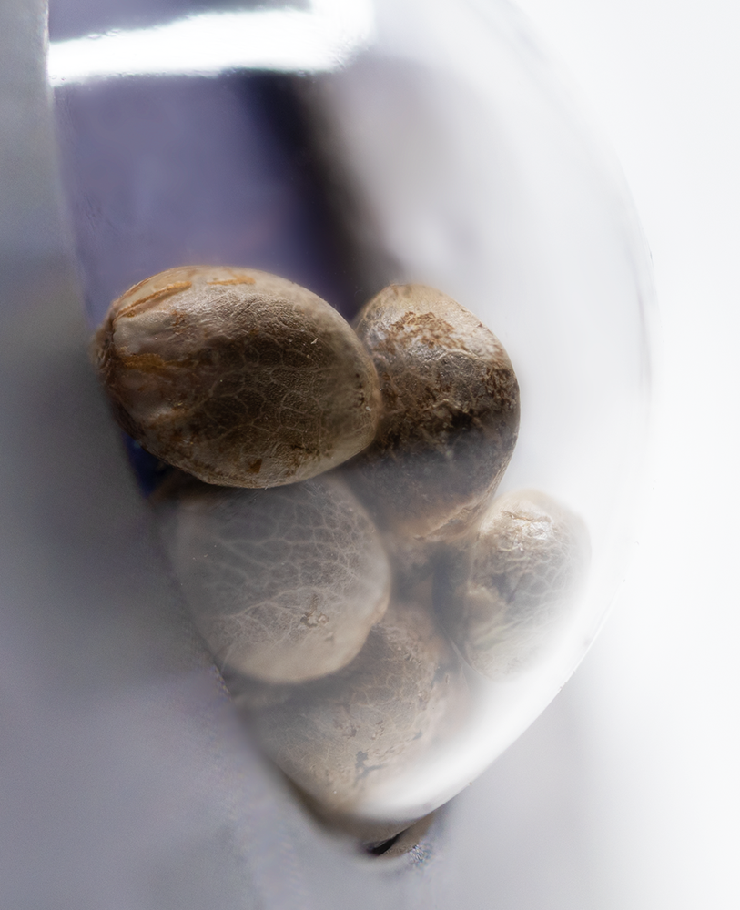 Sensi Seeds Sensi Skunk Automatic