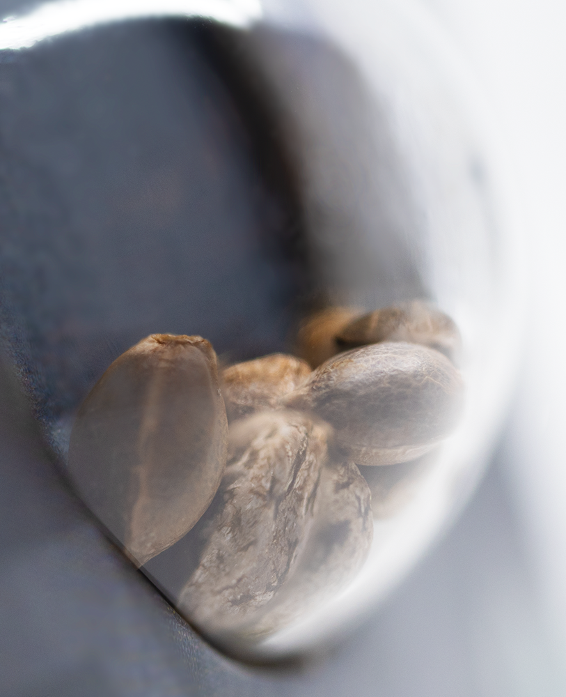 Sensi Seeds Shiva Skunk Automatic