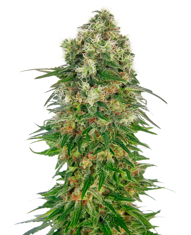 Sensi Seeds Shiva Skunk Automatic