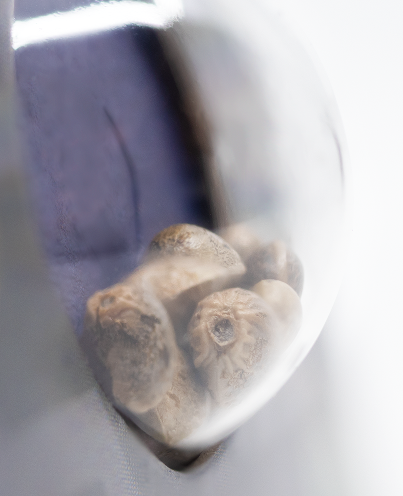 Sensi Seeds Super Skunk Autoflowering