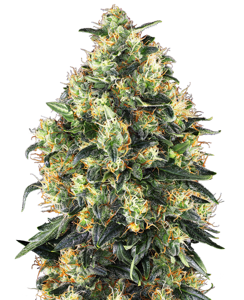 Sensi Seeds Super Skunk Autoflowering