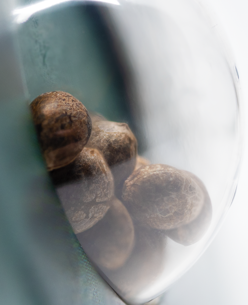 Sensi Seeds Early Girl Regular
