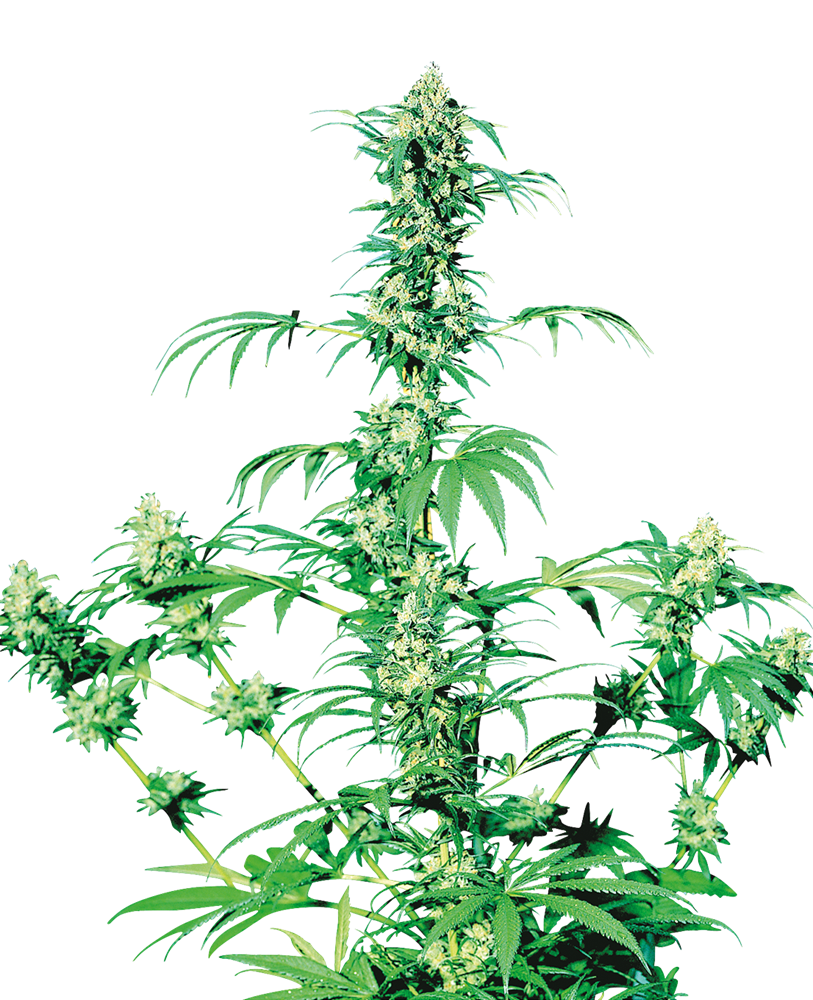 Sensi Seeds Early Girl Regular