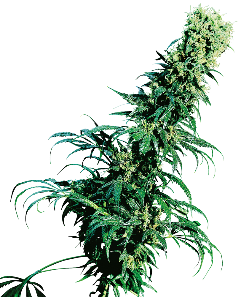 Sensi Seeds Early Pearl Regular