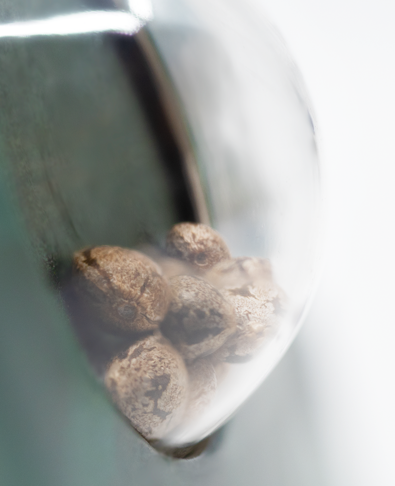 Sensi Seeds Early Skunk Regular