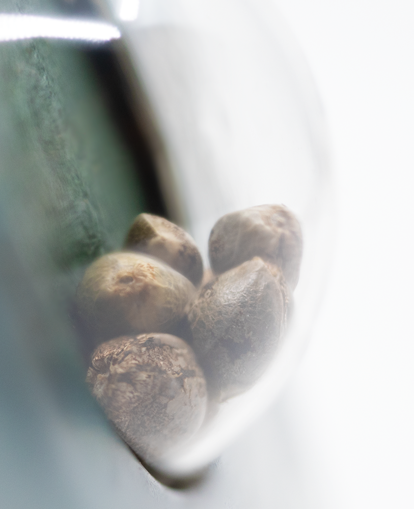 Sensi Seeds Four Way Regular