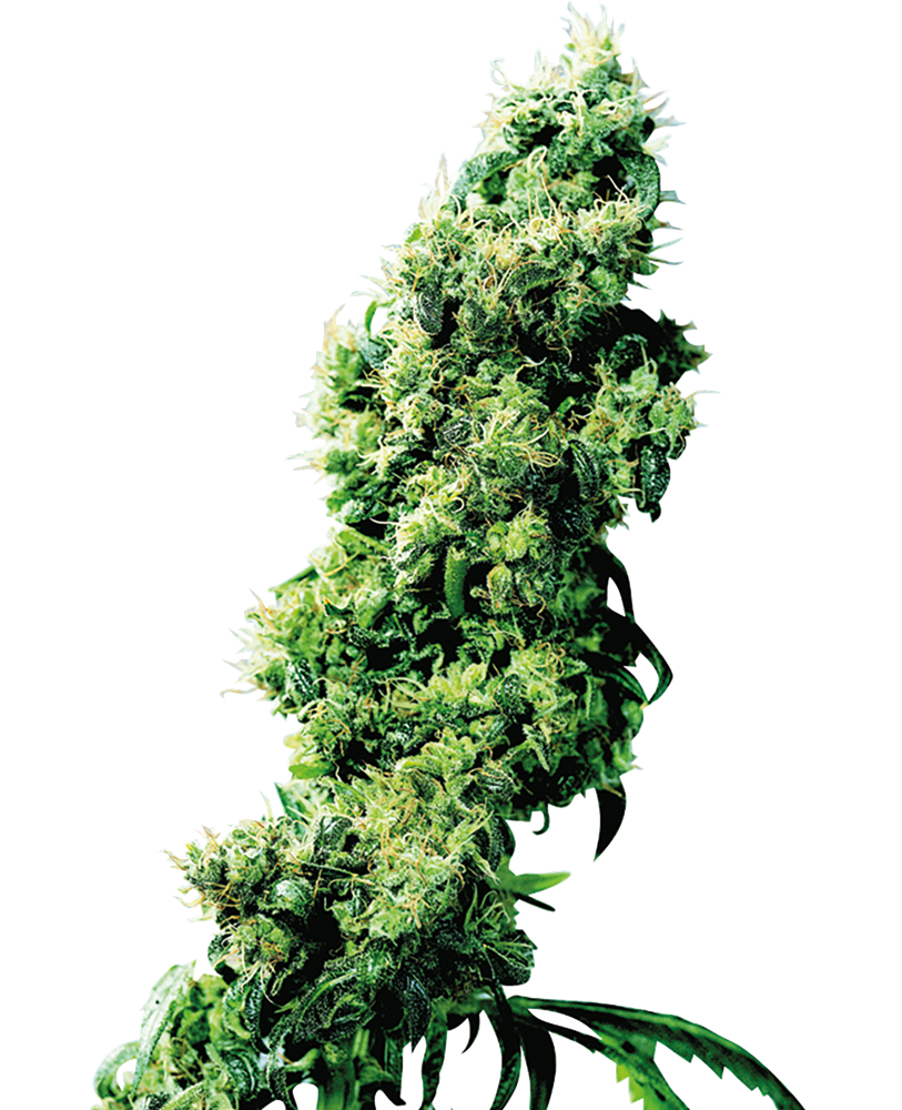 Sensi Seeds Four Way Regular