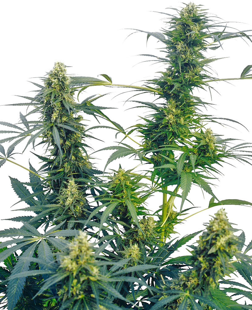 Guerrilla's Gusto Regular von Sensi Seeds