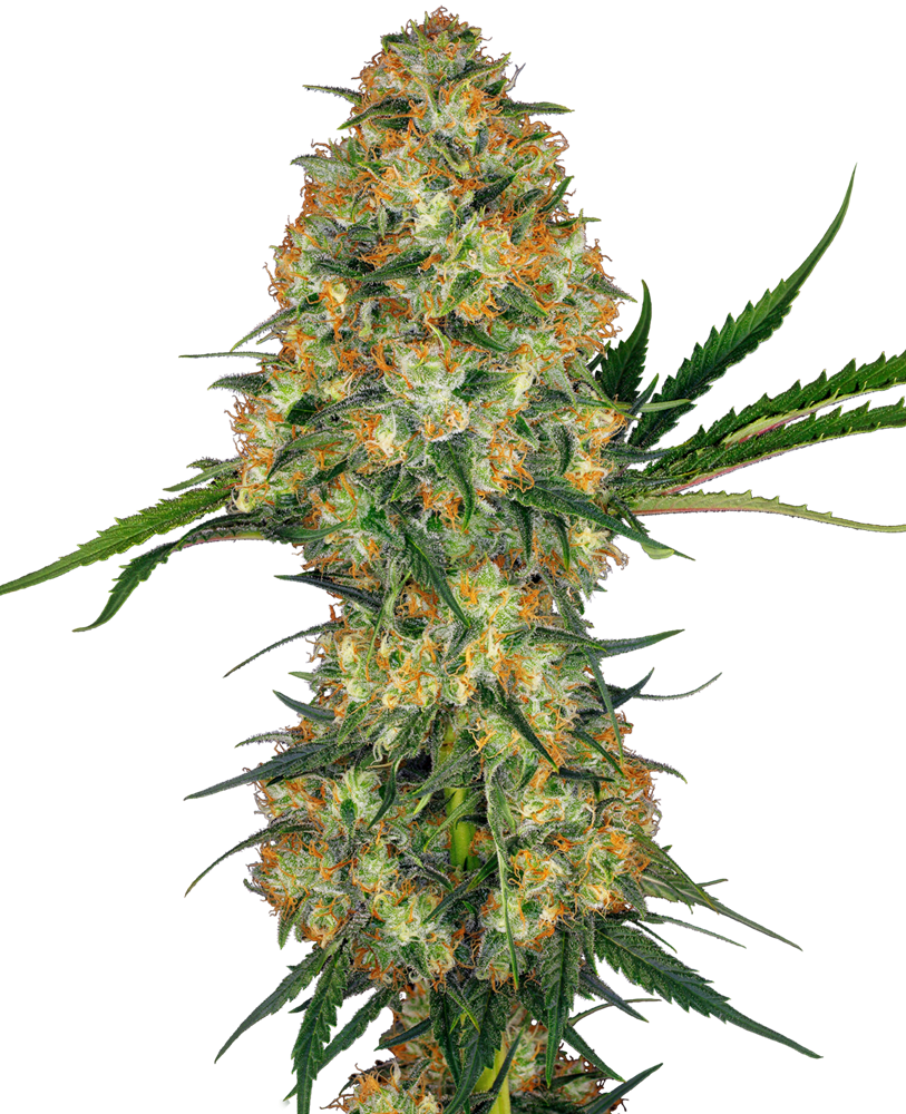 Sensi Seeds Hindu Kush Regulär