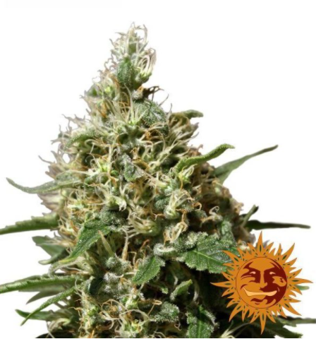Barney's Farm Peppermint Kush Feminisiert