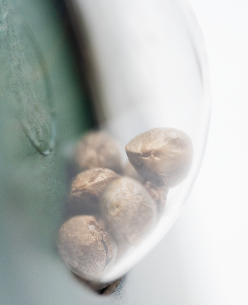 Sensi Seeds Hash Plant Regular