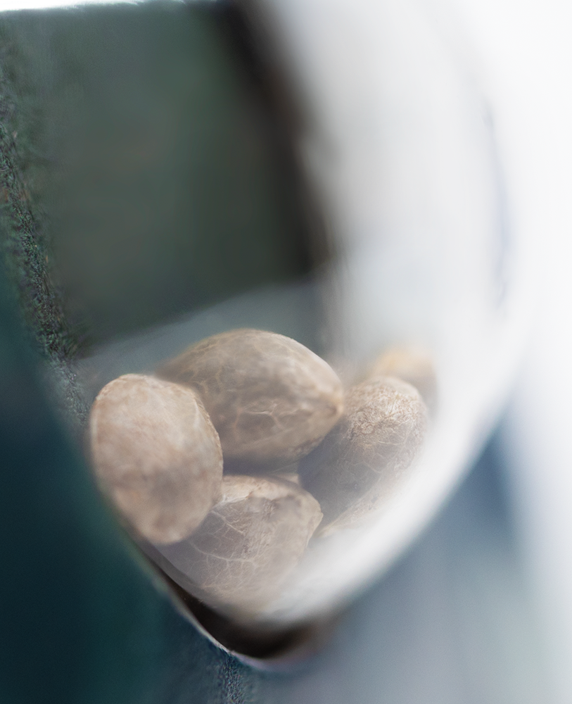 Sensi Seeds Jack Flash Regular