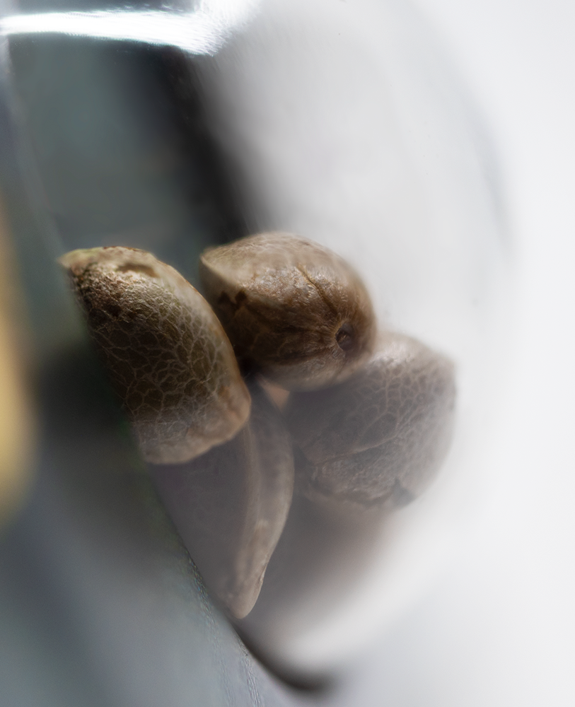 Sensi Seeds Jamaican Pearl Regular