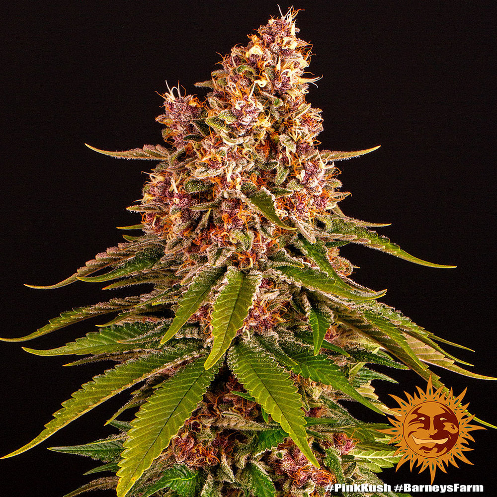 Barney's Farm Pink Kush feminisiert