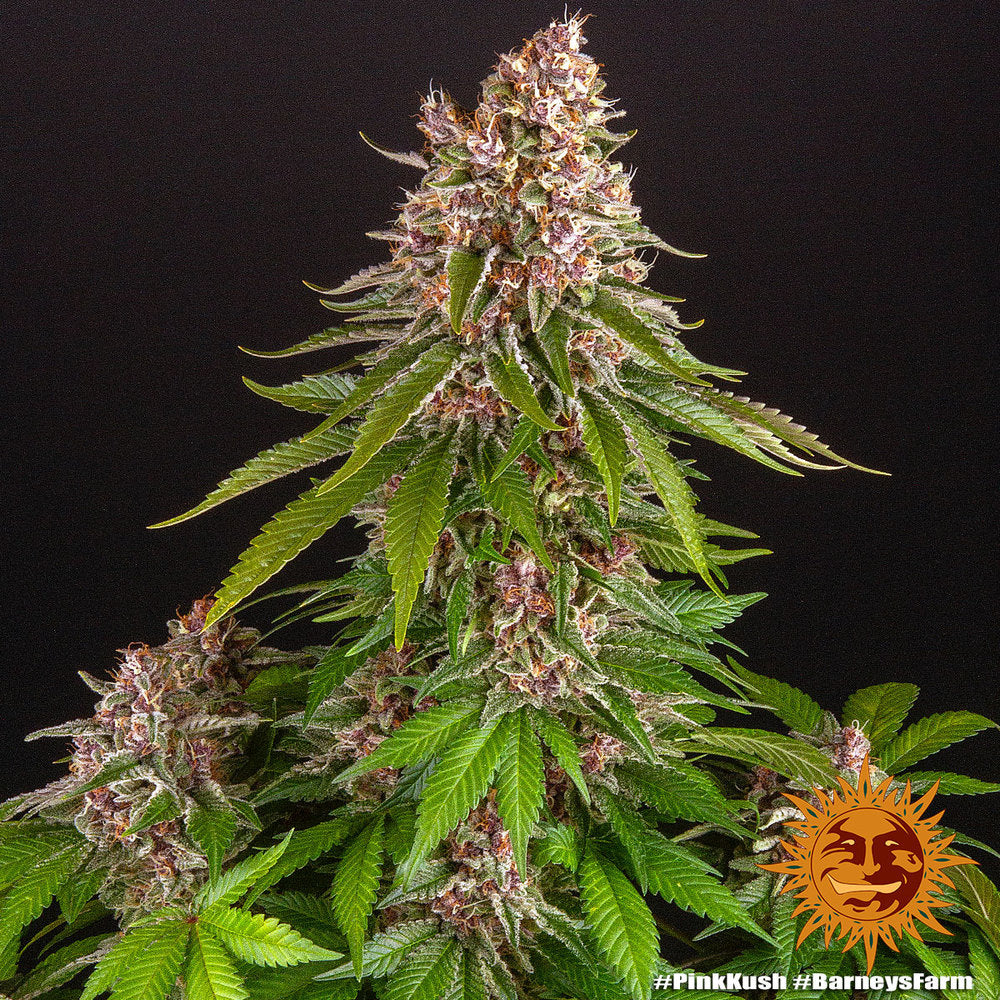 Barney's Farm Pink Kush feminisiert