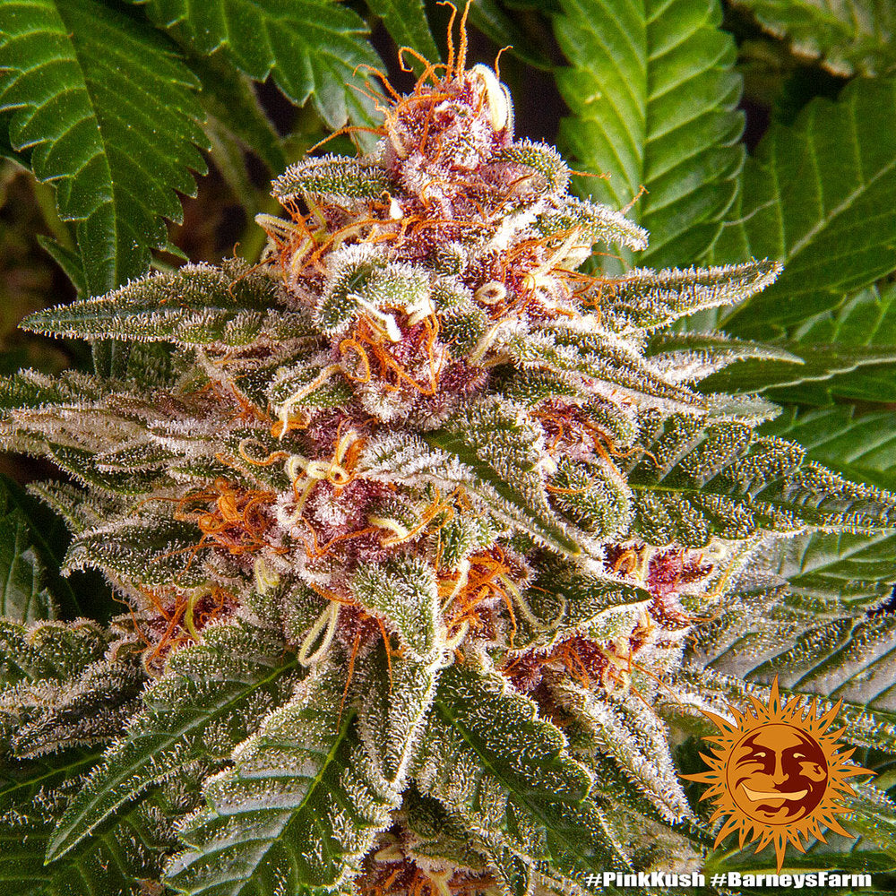 Barney's Farm Pink Kush feminisiert