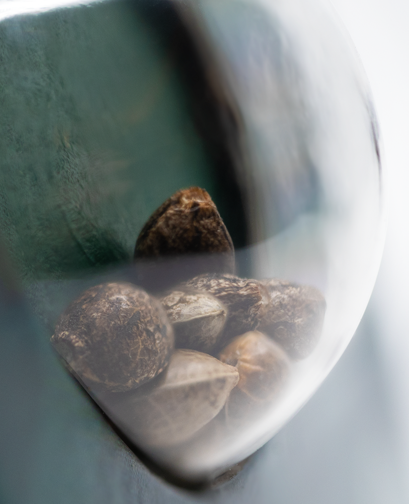 Sensi Seeds Mexican Sativa Regular