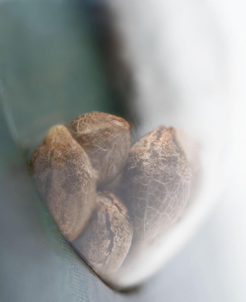 Sensi Seeds Northern Light Regular