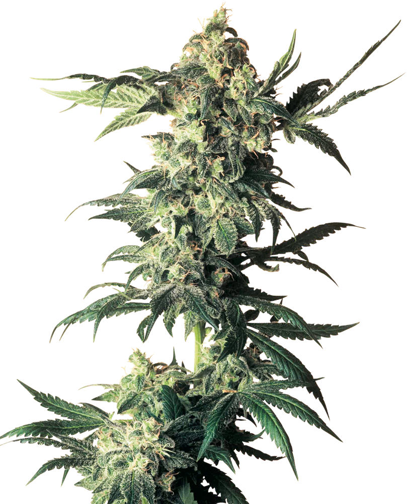 Sensi Seeds Northern Light Regular