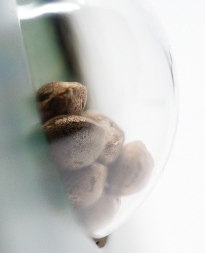 Sensi Seeds Ruderalis Indica Regular