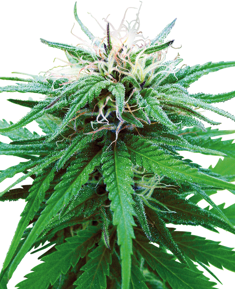 Sensi Seeds Ruderalis Indica Regular