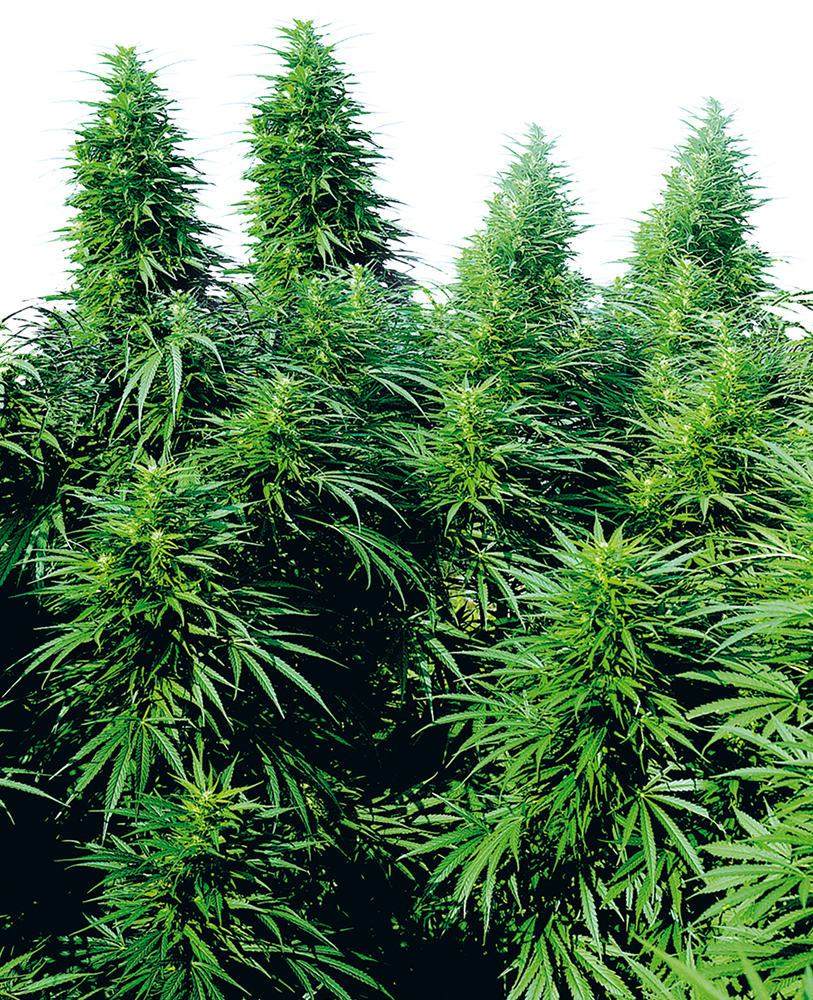 Sensi Seeds Ruderalis Skunk Regular