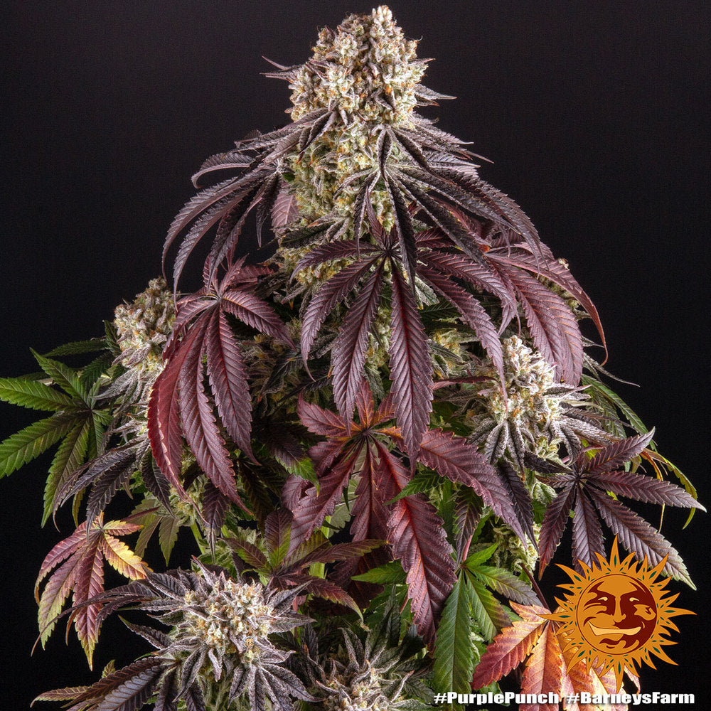 Barney's Farm Purple Punch Feminisiert