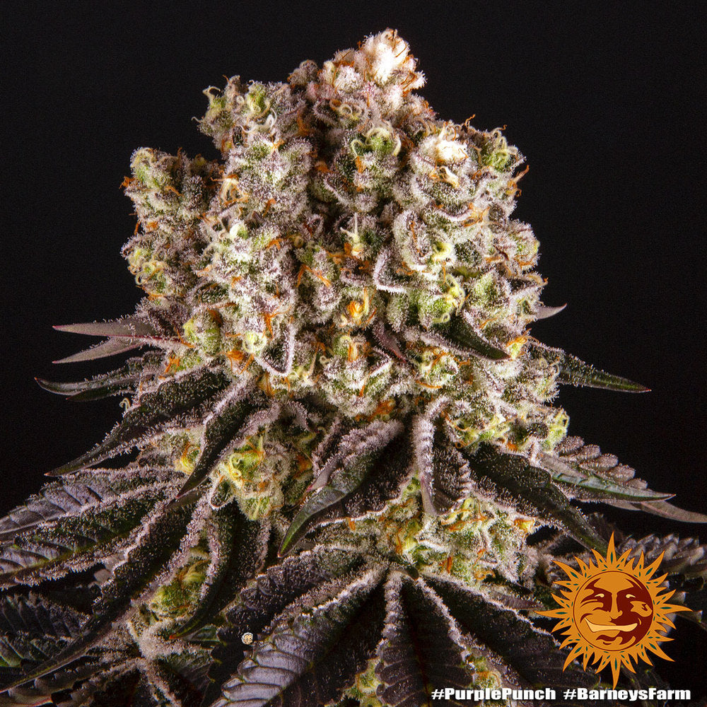 Barney's Farm Purple Punch Feminisiert
