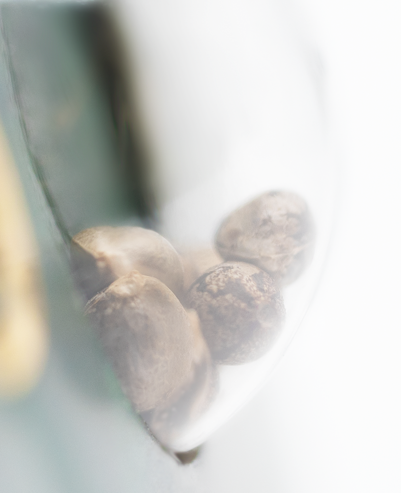 Sensi Seeds Super Skunk Regular