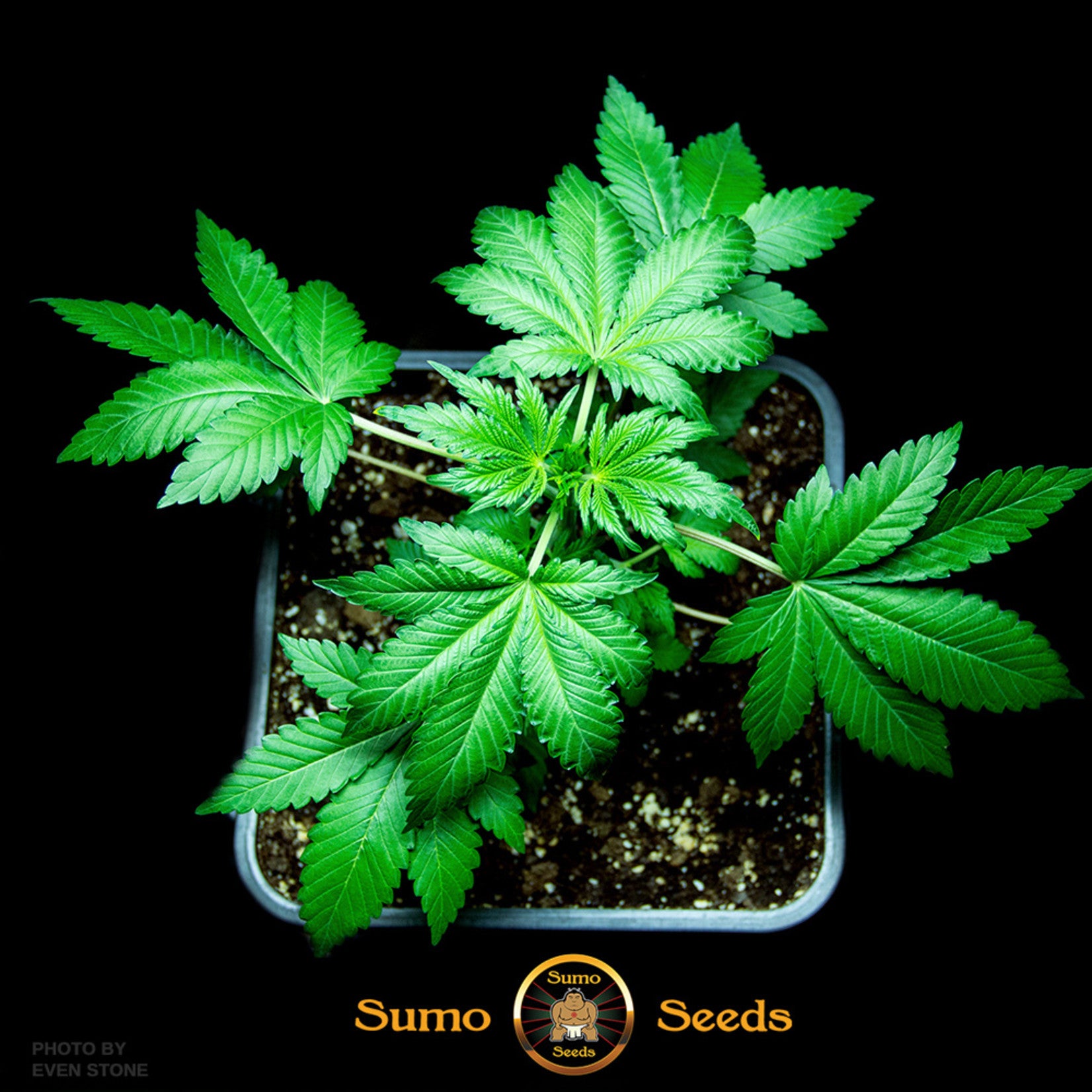 Sumo Seeds Berries & Cheese Feminisiert