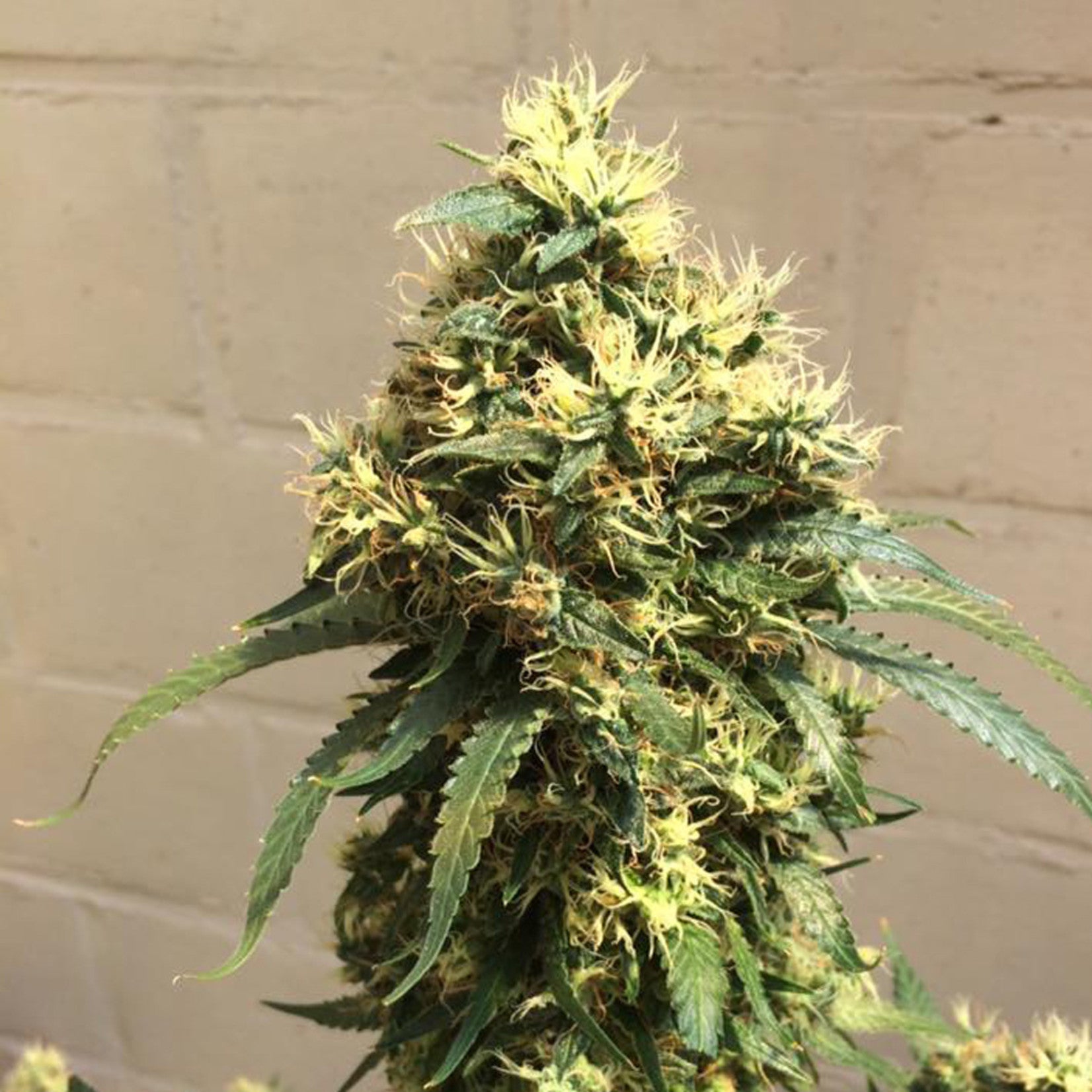 Sumo Seeds Sweet Harlem Diesel Regular