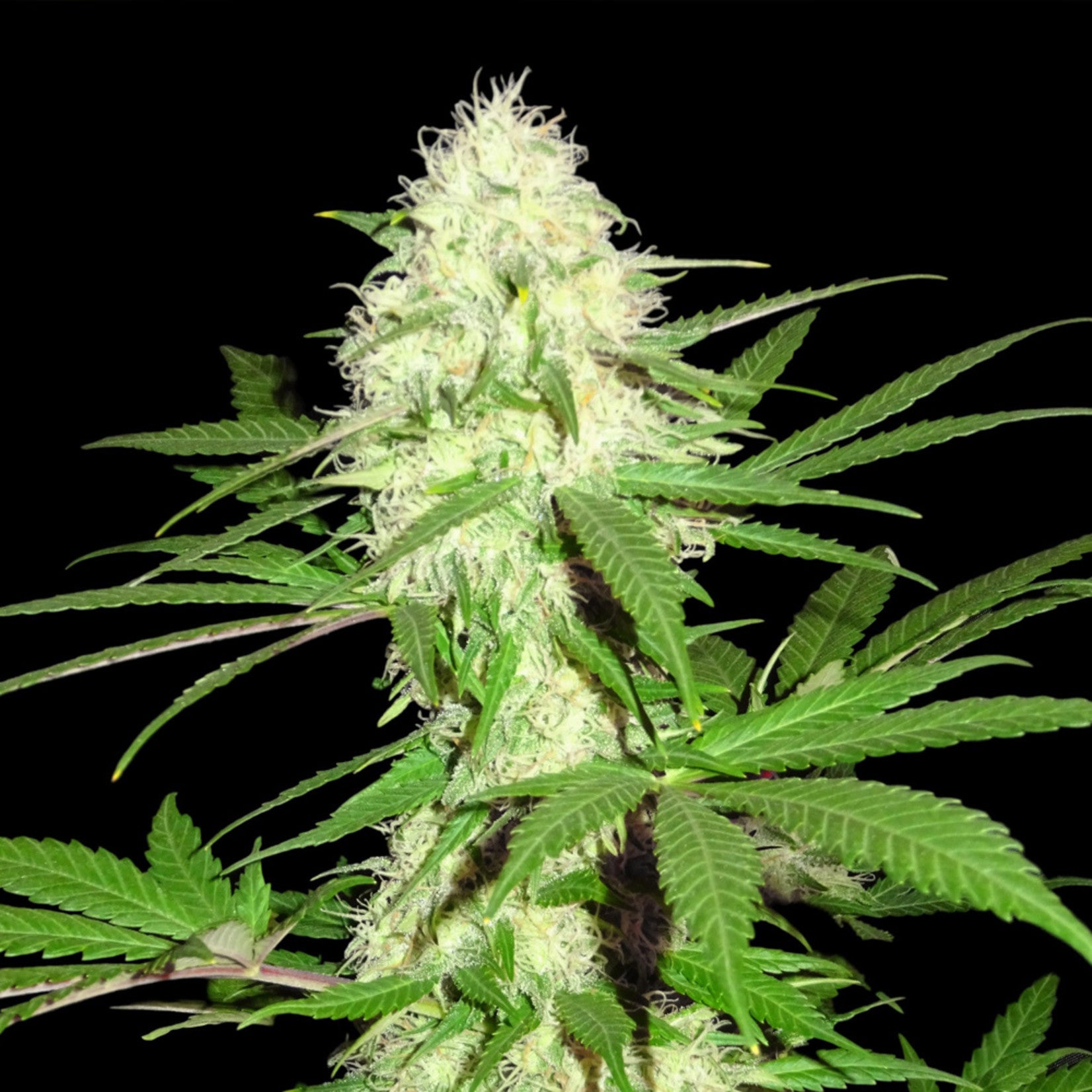 Sumo Seeds Sumo's Big Bud Feminisiert