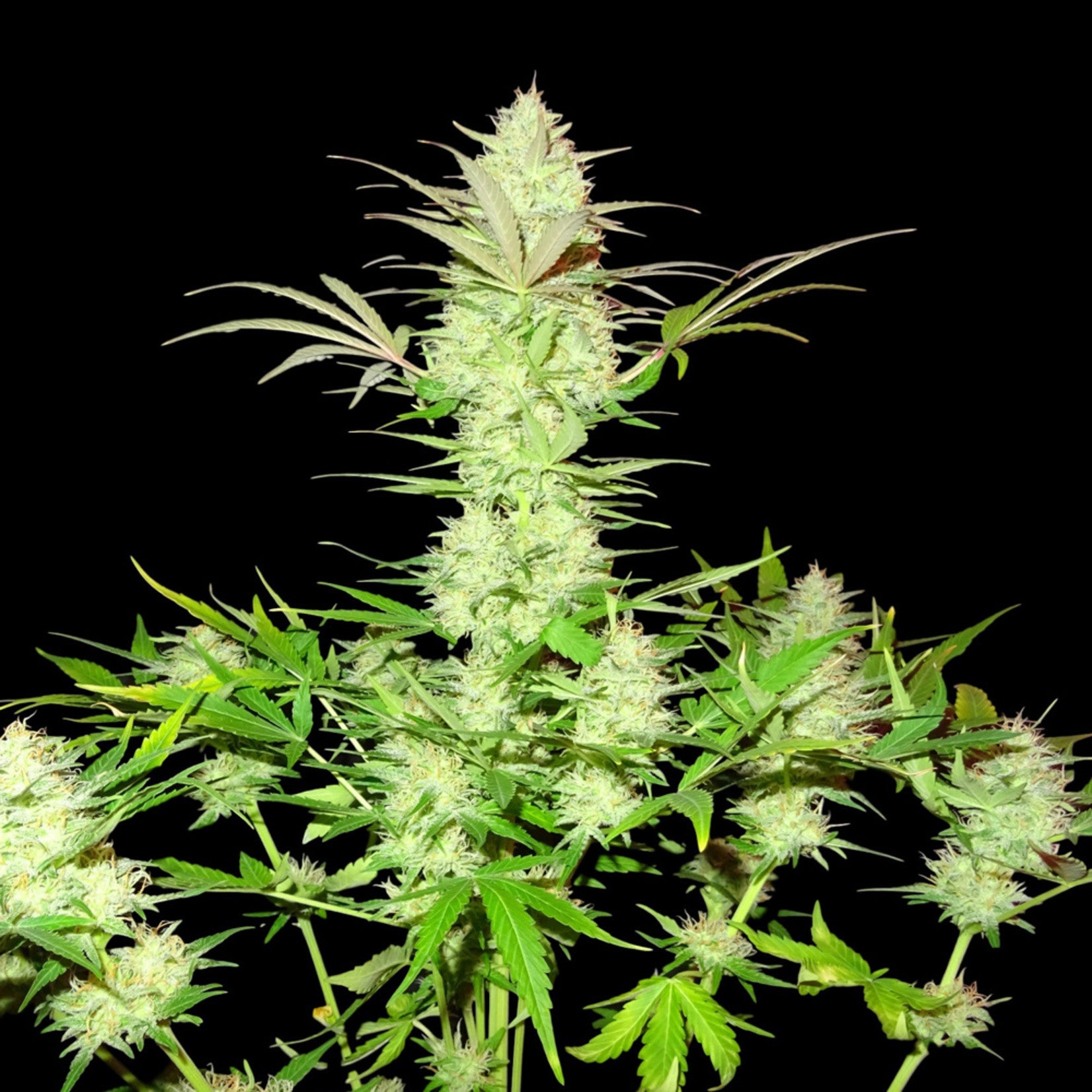 Sumo Seeds Ultimate AK feminisiert