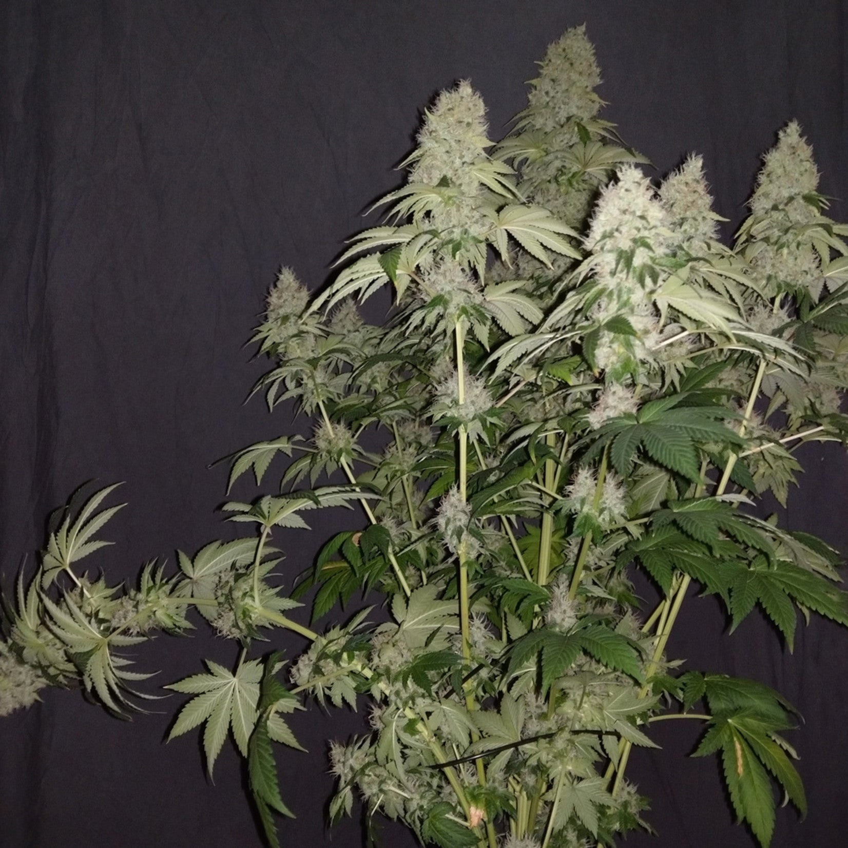 Sumo Seeds White Caramel Cookie Feminisiert