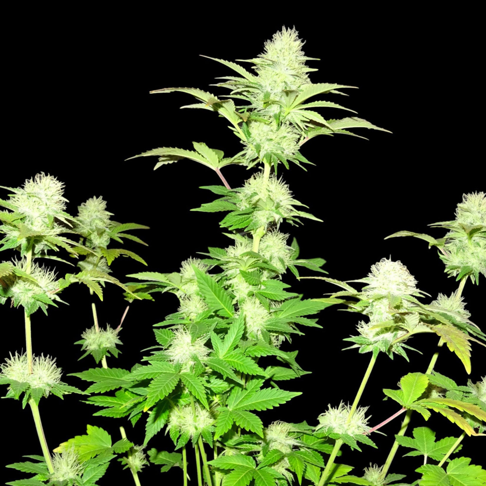 Sumo Seeds White Widow Original Regular