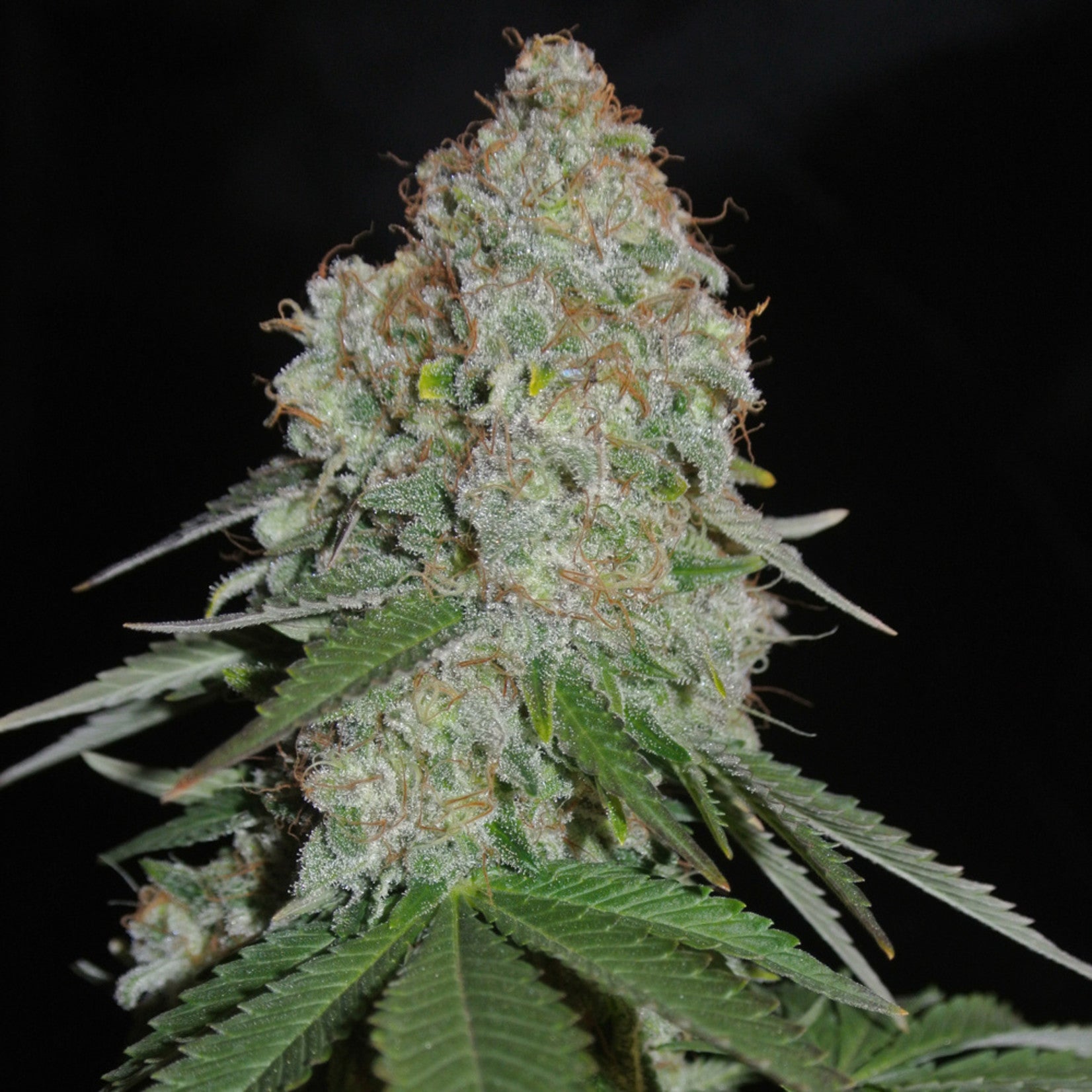 Sumo Seeds White Widow Original Regular