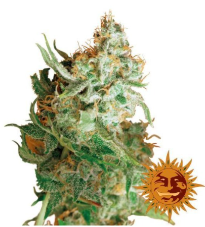 Barney's Farm Red Dragon feminisiert