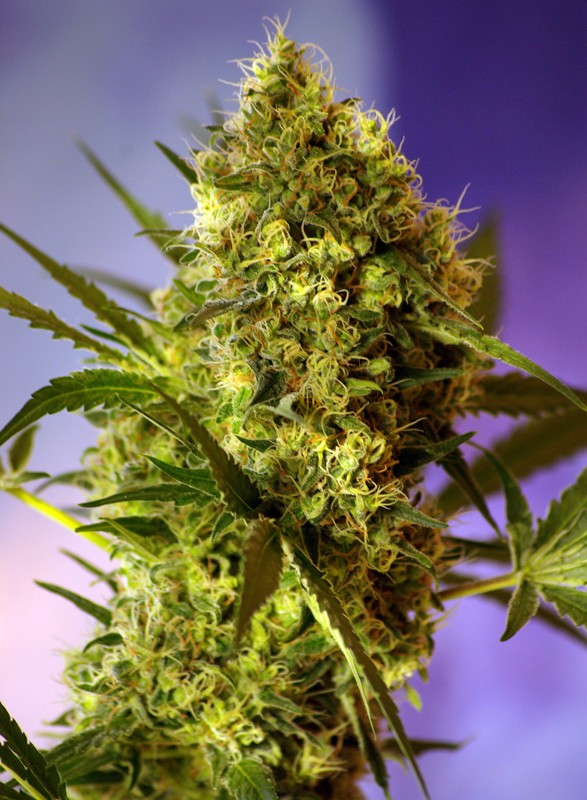 Sweet Seeds Auto Big Devil #2 Feminisierte Autoflower