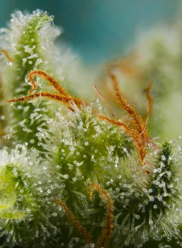 Sweet Seeds Auto Big Devil XL Feminisierte Autoflower