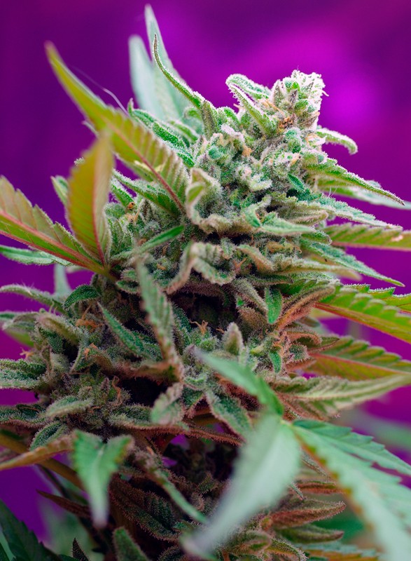 Sweet Seeds Auto Black Jack Feminisierte Autoflower