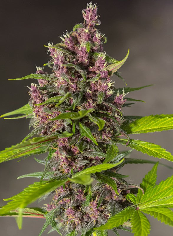 Sweet Seeds Auto Bloody Skunk Feminisierte Autoflower