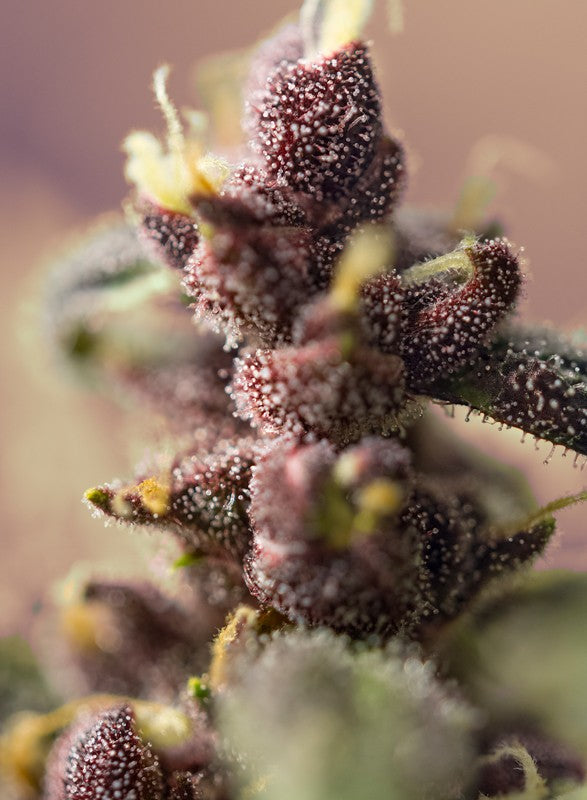 Sweet Seeds Auto Bloody Skunk Feminisierte Autoflower